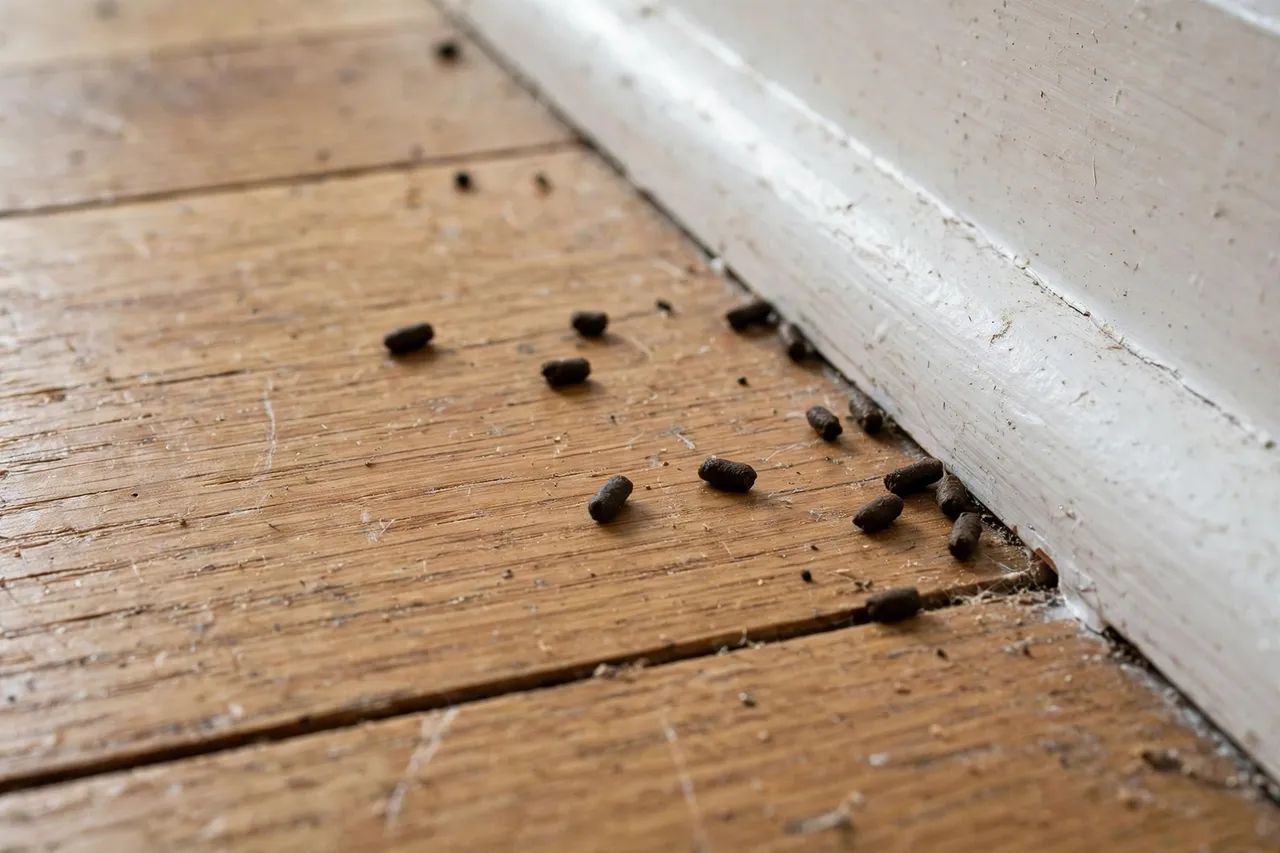 Mouse droppings scattered along a baseboard — Rodent Inspection in Provo, UT