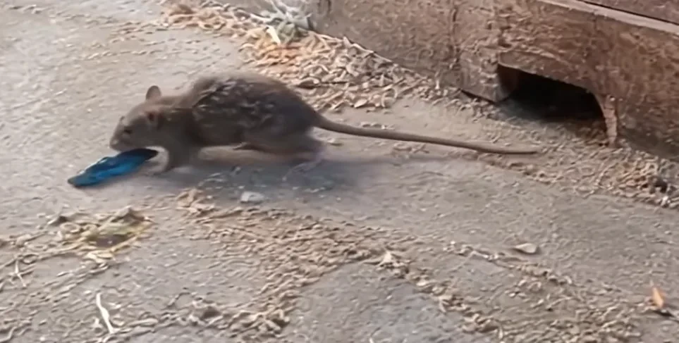 Rat outside a home near a foundation opening in Provo